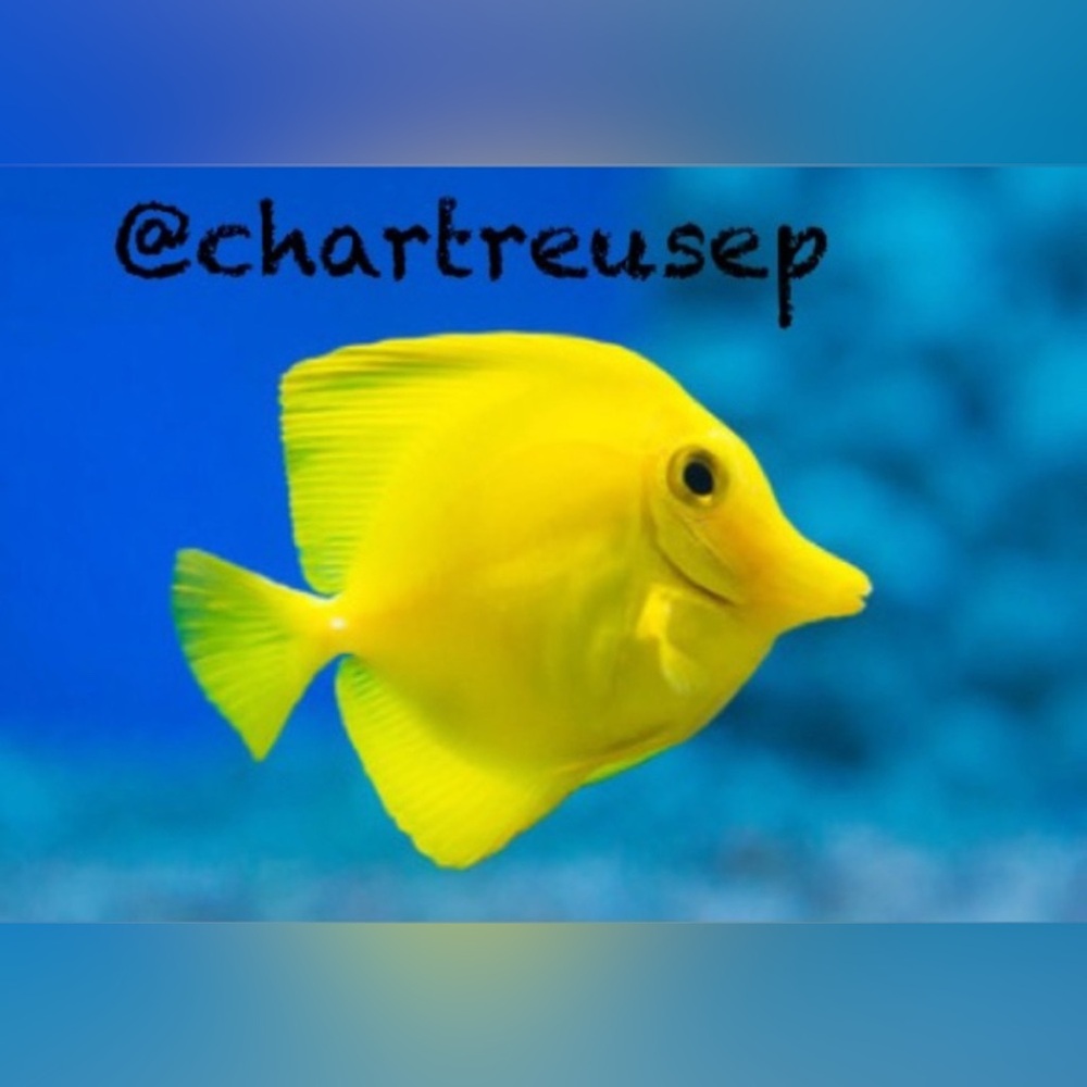 Unlisted Items ✨🐠